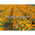 Planting All Varieties Of High Quality Hybrid F1 Marigold Seeds Seedlings For Sale